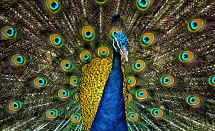 Peacock_Plumage